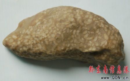 都柳江畔发现蜓化石(图)