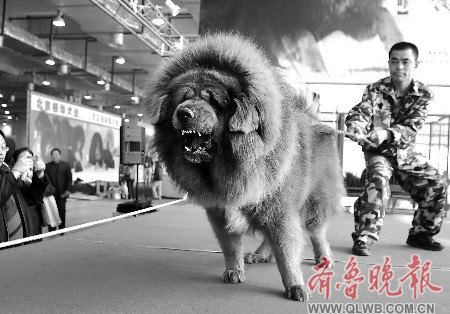 藏獒标出3000万元天价(图)
