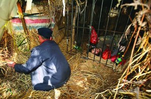 村官考公务员失败发疯被父母锁铁笼(图)