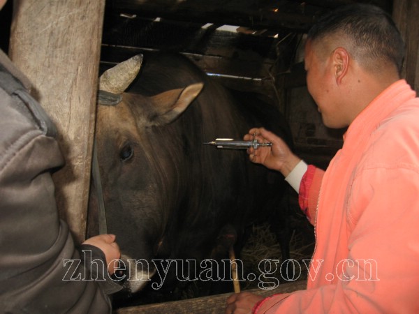 图为岔河村防疫员进行牛口蹄疫苗注射.