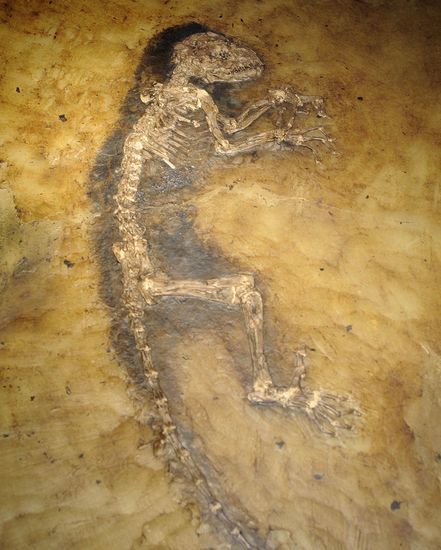 组图:美国展出4700万年前完整灵长动物化石