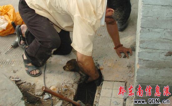 狗妈妈在困住小狗下水道旁坚守2天1夜(组图)
