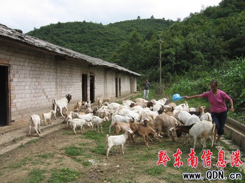 镇远:肉羊养殖引领农民迈上致富路(图) - 黔东南
