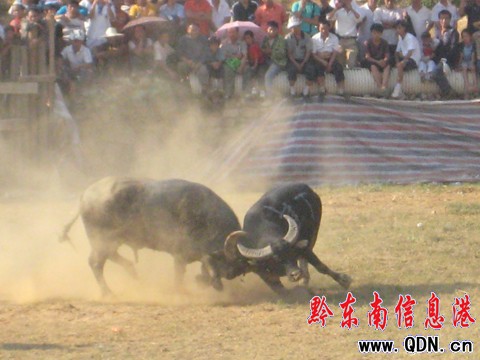 超级牛王争霸赛闭幕凯里牛王夺回霸主(图)