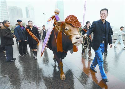 男子广场上牵着牛征婚(图)