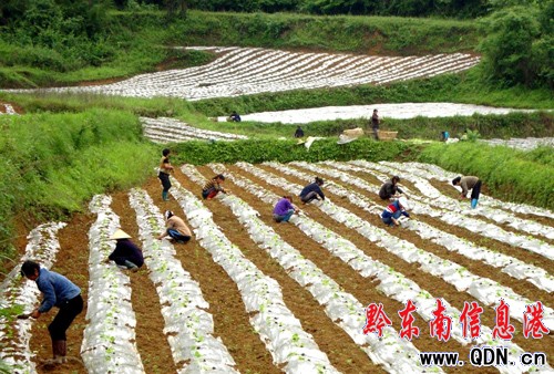 岑巩全面完成1.18万亩烤烟移栽任务(图)