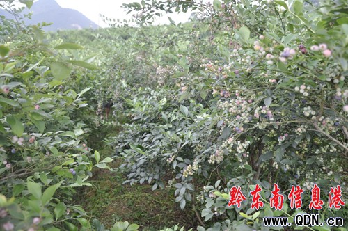 齭ֲ