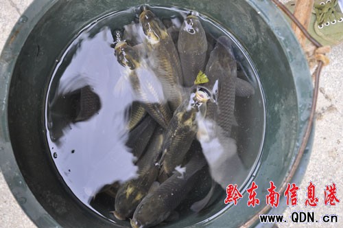 ȫǼٻ զֱ棿ͼ