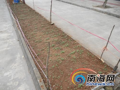 组图:海南市民不堪高菜价在马路绿化带种菜