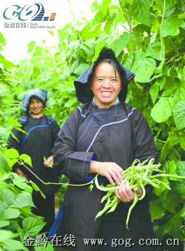 “泰国无筋棒豆”贵阳上市(图)