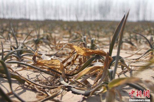 多地粮食主产区遇特大旱灾 257万人饮水困难