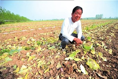 北京市场大蒜价格同期下跌50% 今年难见天价蒜