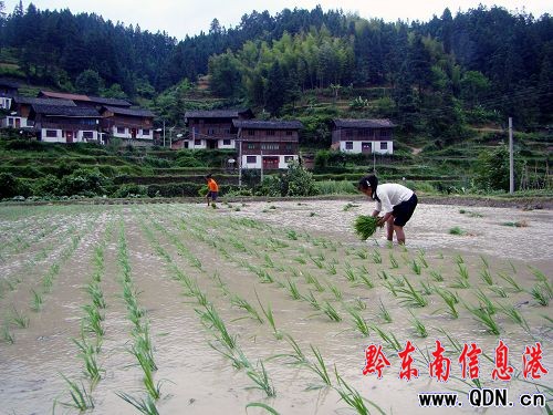 锦屏给力观光型农业乡村旅游(图) - 黔东南县市