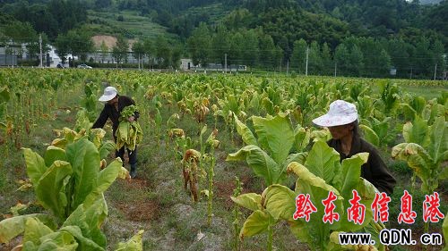 持续晴热高温天气影响& 三穗遇高温干旱(组图