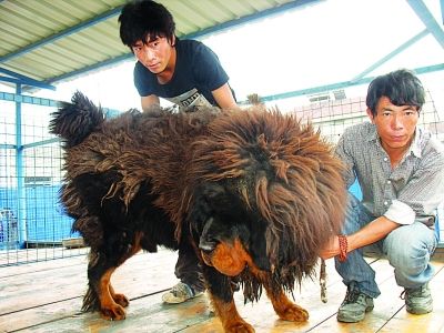 江苏男子派专车将藏獒从青海接回(图)