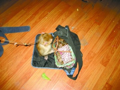少女花7000元网购宠物买到猕猴 卖家遭刑拘