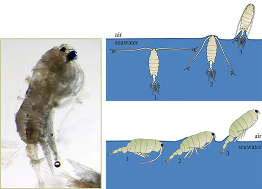 美科学家发现浮游生物跳跃高手 高度是身长40倍
