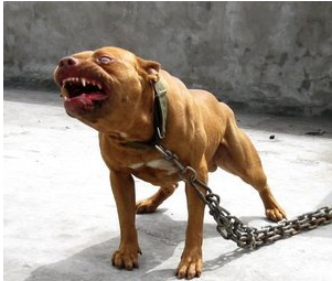 土狗发狂连咬4人 警察放斗犬猎杀