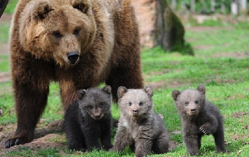 棕熊宝宝在妈妈的陪伴下首次与游客见面,如泰迪熊公仔一般的可爱模样