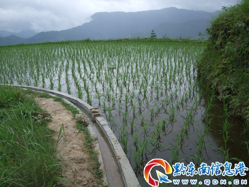 望天水田灌溉难 修缮渠道惠及山里百姓笑开颜