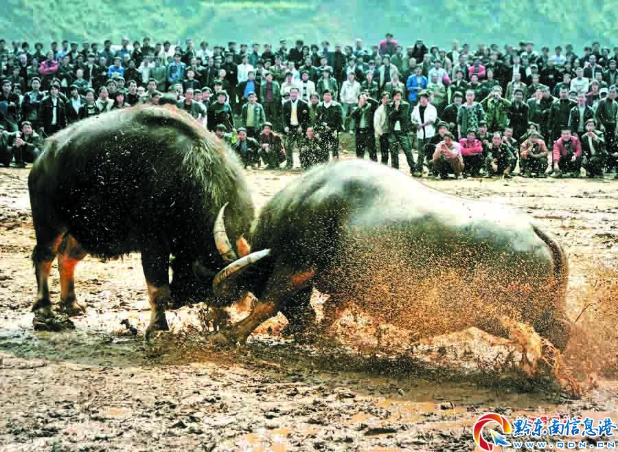 从江停洞斗牛 - 黔东南信息港 - 黔东南地区权威