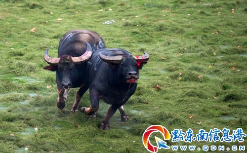 春节到雷山看苗岭牛王争霸赛去 四海宾朋光临