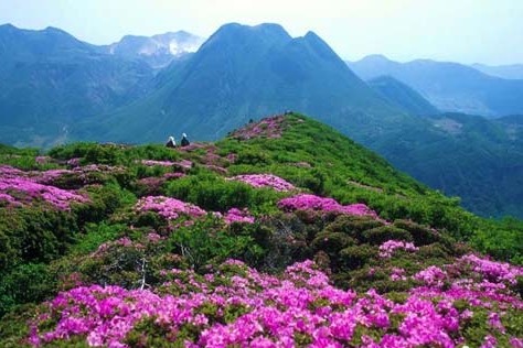 毕节百里杜鹃花期提前 三月下旬后一个月是盛花期