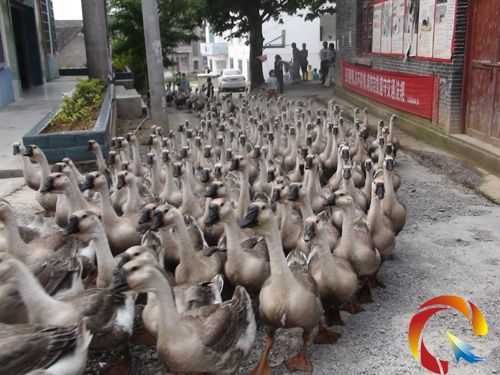 Ⱥ鳲
