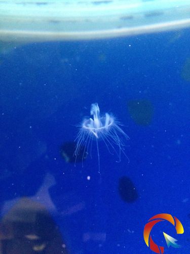 桃花水母在舞阳河大面积出现