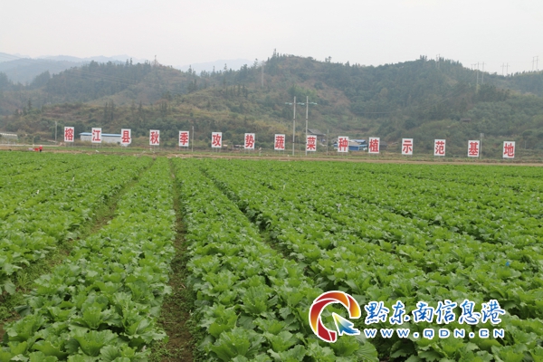 榕江县车江坝区蔬菜基地
