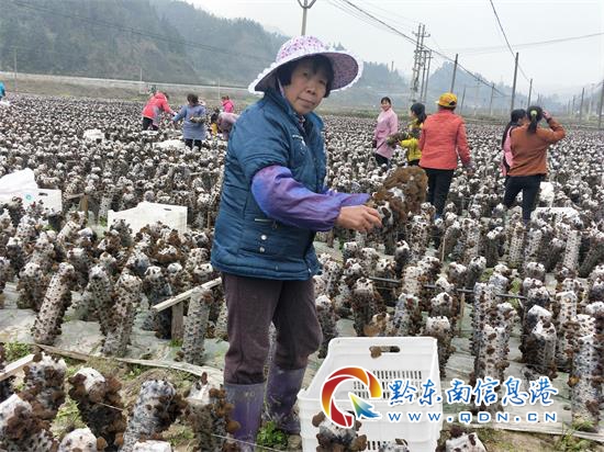 三穗县人口_扬社会正能量,三穗县积极开展社会主义核心价值观宣传,营造浓郁(2)