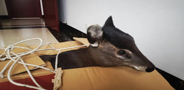天柱公安救助一只国家二级野生保护动物毛冠鹿