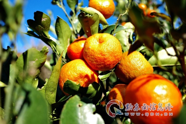 ᯹עϪͥԺ԰ϲ ũЦ