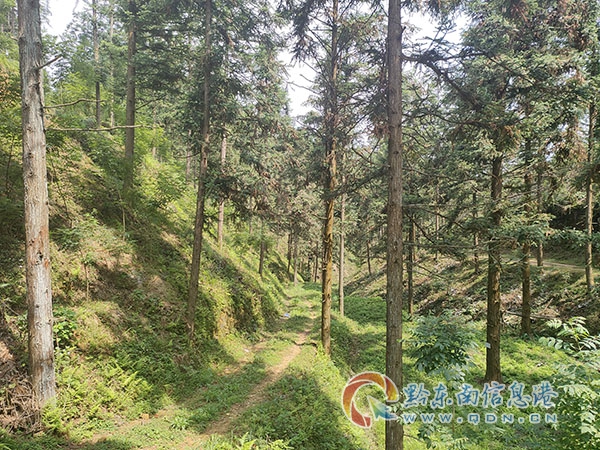 (复合经营模式)杉木林下套种木本中药材