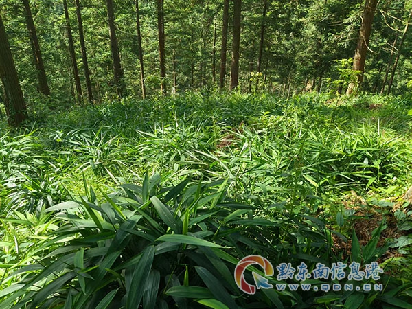 (复合经营模式)杉木林下套种珍贵树种及淡竹叶草本药材