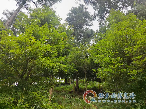 杉木套种乡土珍贵树种