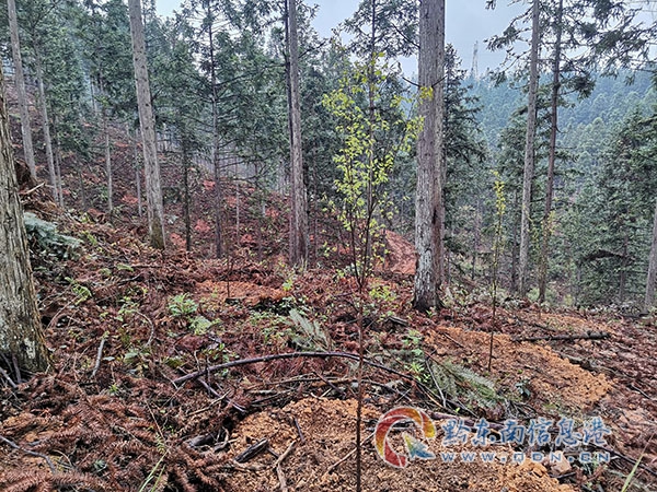 实施后的树种结构调整地块