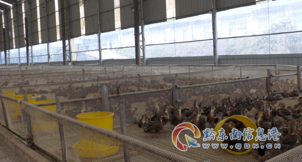 ��ƽ�ؾ�����:������Ѽ������ ��������������